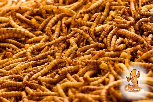 10Lb Tombul Mealworms Tavuklar, Kuşlar, Ördekler ve Çok Daha Fazlası için Toplu Kurutulmuş Mealworms