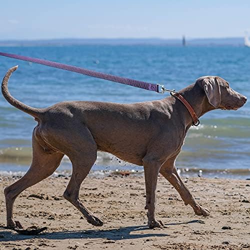 Ekstra Uzun Köpek Eğitim Tasma - 20ft 30ft 50ft 100ft, İtaat Hatırlama Eğitim Çeviklik Kurşun için Küçük Orta Büyük Köpekler,