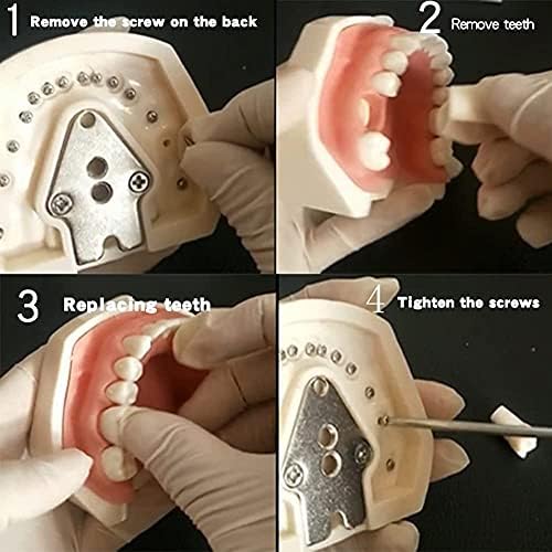 Diş Simülatörü Mankeni Phantom Kafa Diş Hekimi Eğitimi için Diş Phantom Kafa Modeli Tezgah Montaj