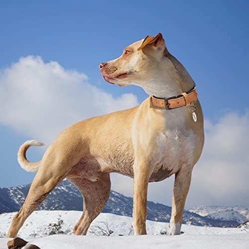 Thankspaw Deri köpek tasması, Ayarlanabilir Yumuşak Yastıklı Pet Yaka ile Alaşım Toka, klasik Su Geçirmez Köpek Tasmaları Küçük